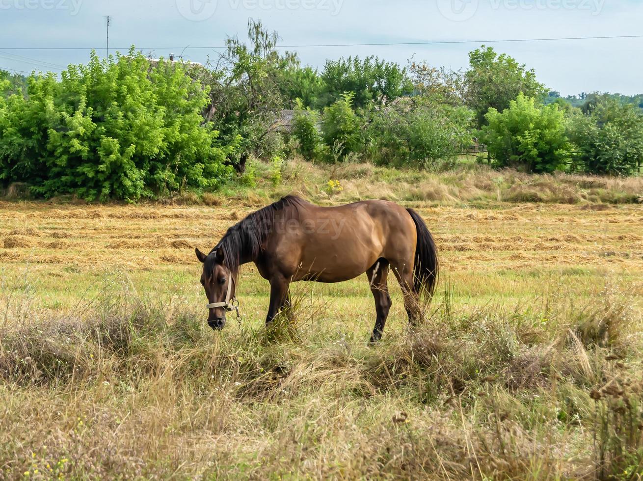 Beautiful wild brown horse stallion on summer flower meadow photo