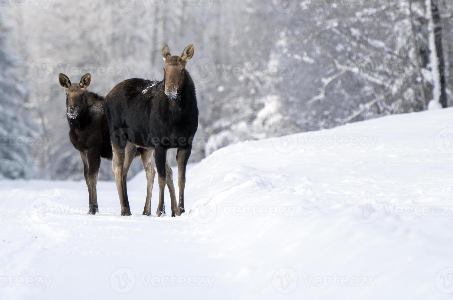 Winter Moose Manitoba photo