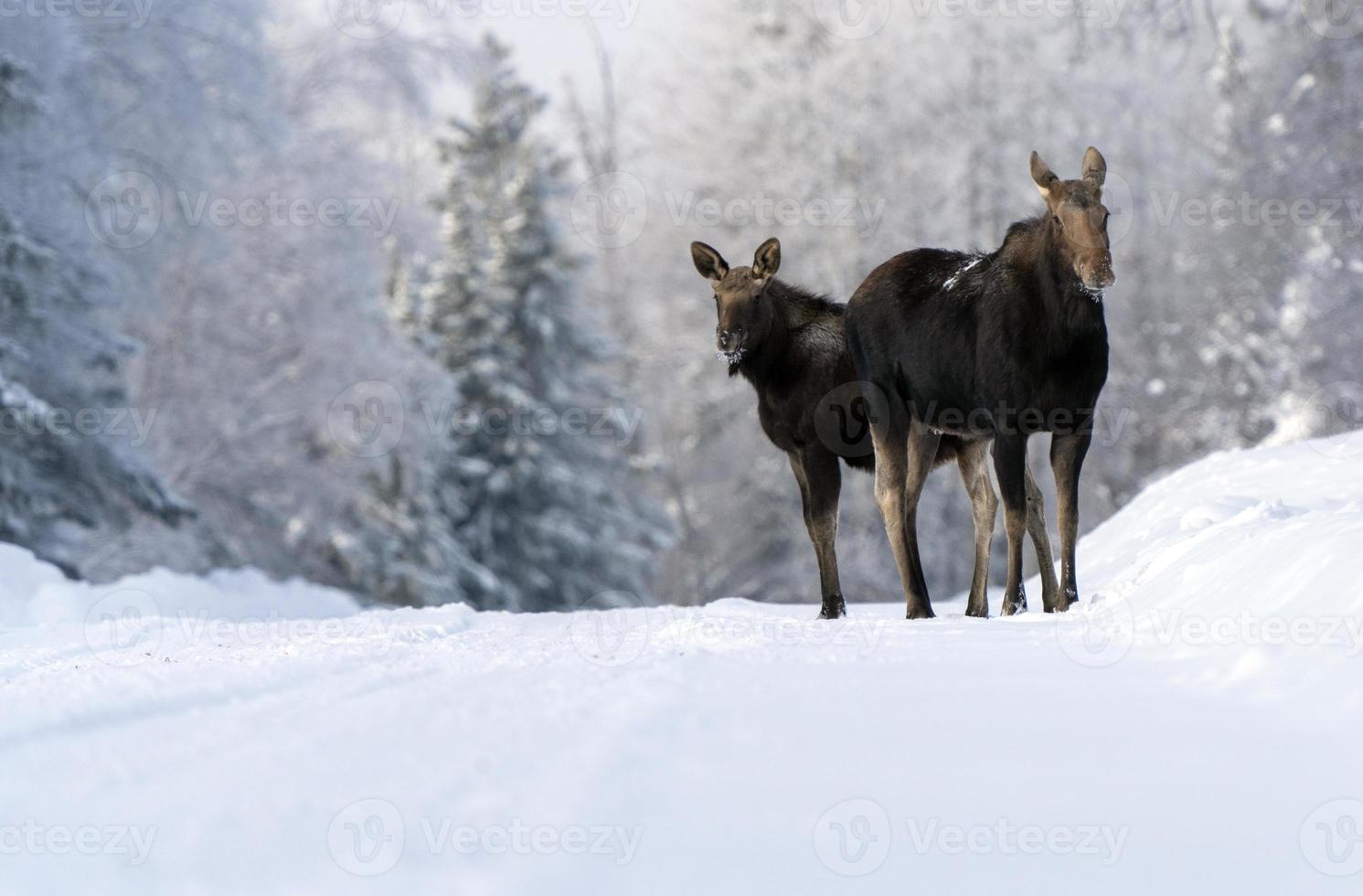 Winter Moose Manitoba photo