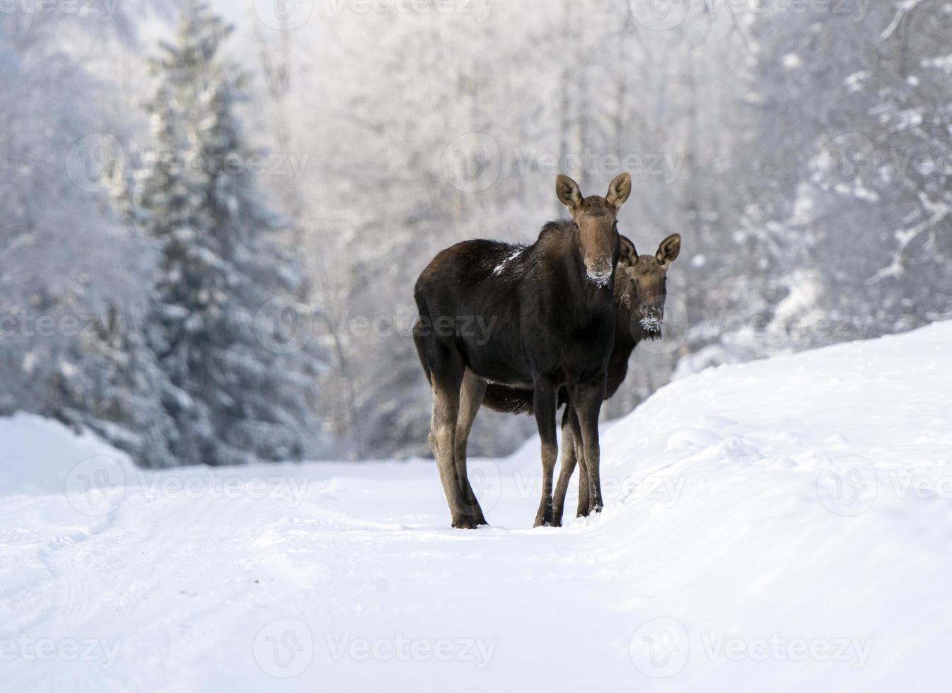 invierno alces manitoba foto