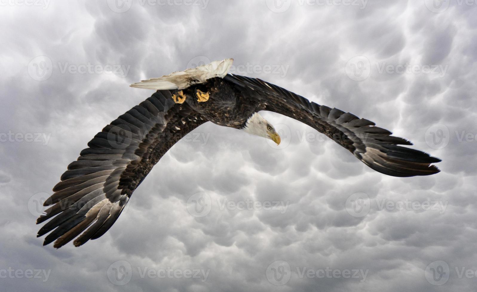 águila calva en vuelo foto