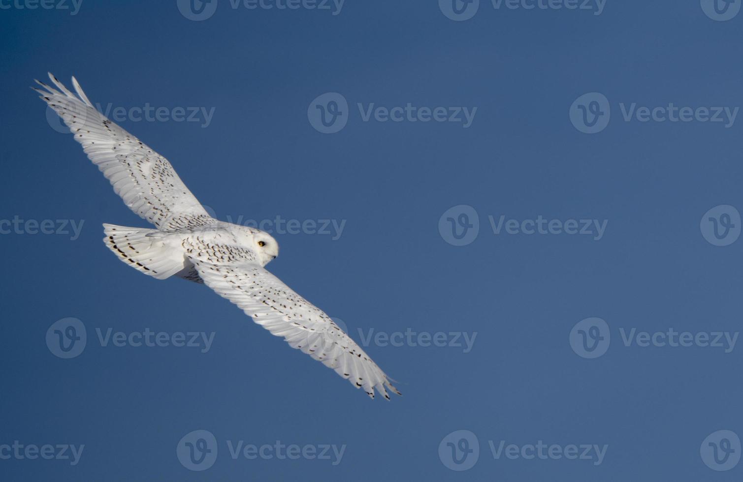 Snowy Owl Canada photo