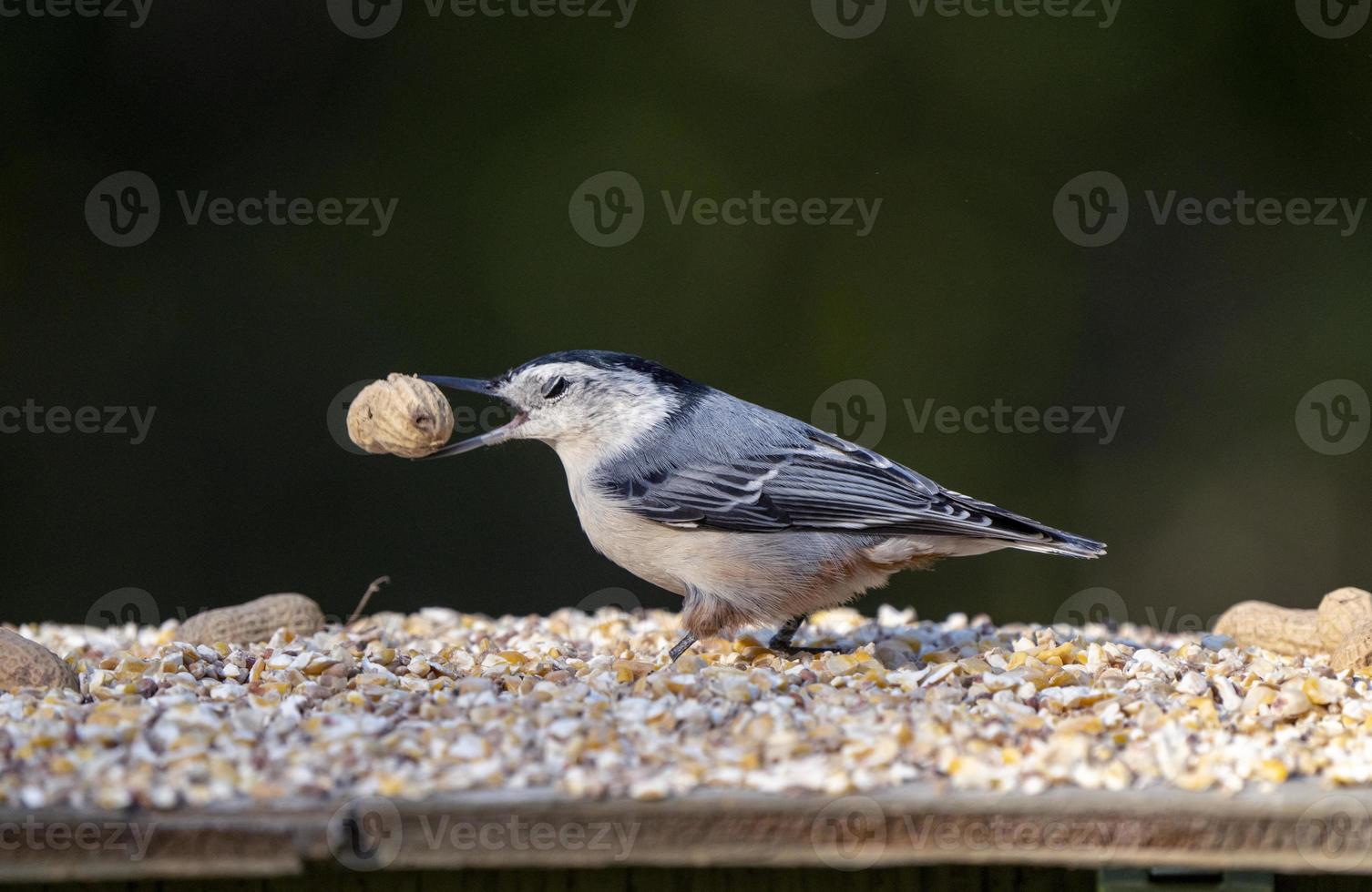 Nuthatch at feeder photo