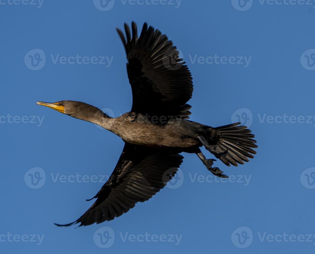 Cormorants in flight photo