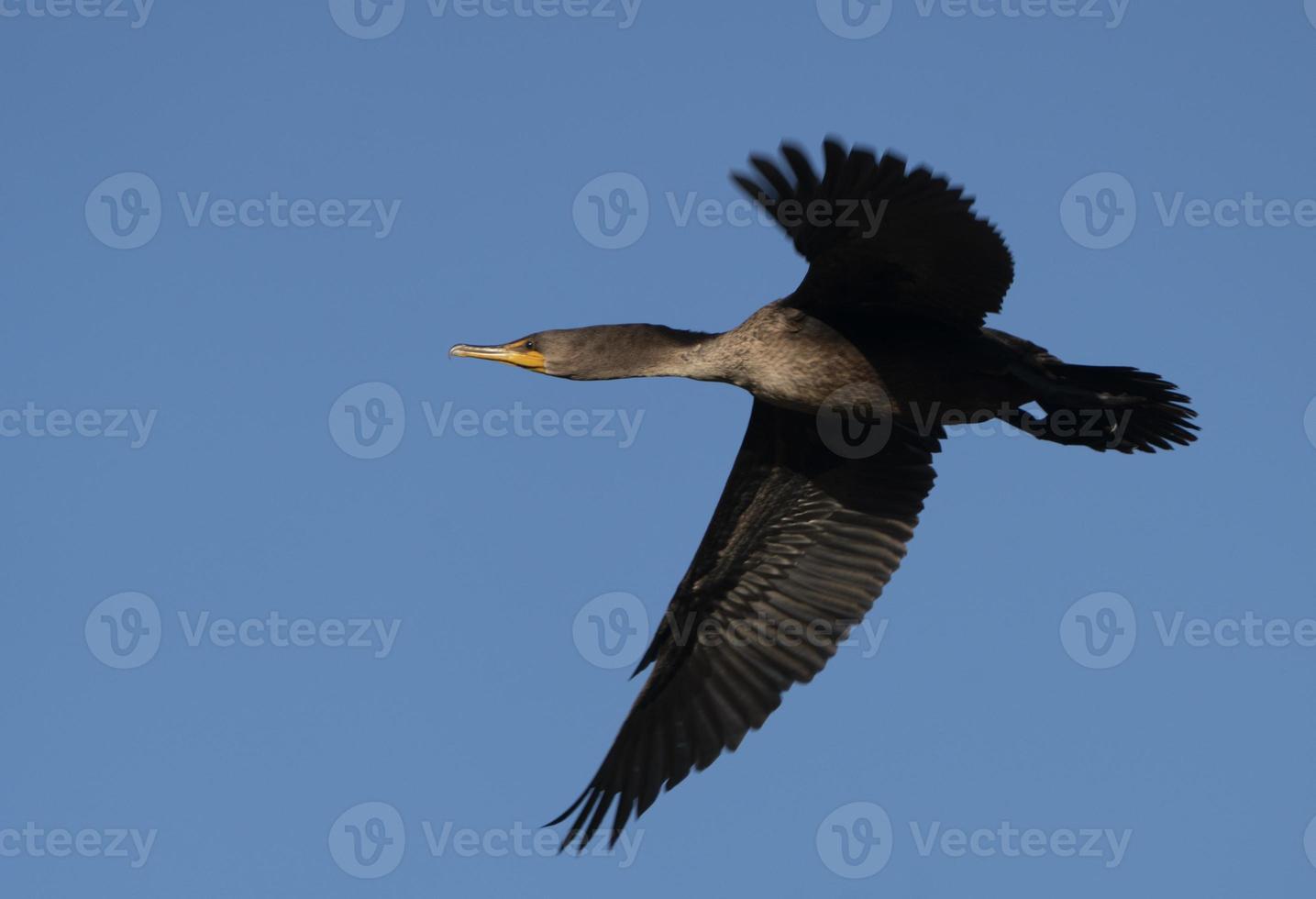 cormoranes en vuelo foto
