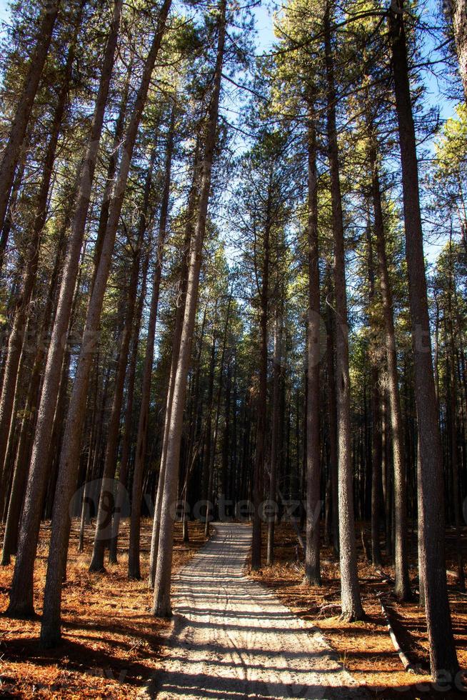 Lodgepole Pines Canada photo