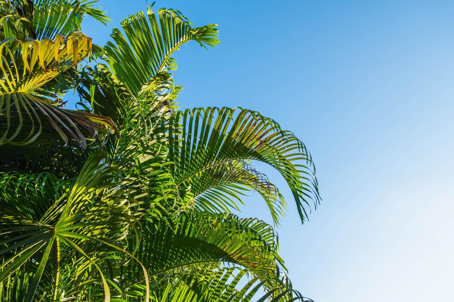 summer blue sky and coconut trees background photo