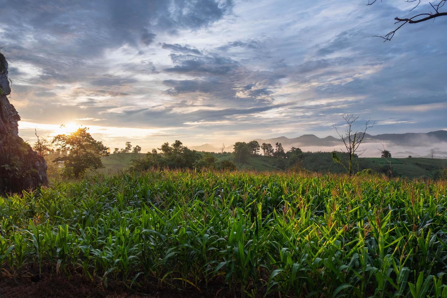 Corn fields with mountain view and morning sunshine photo