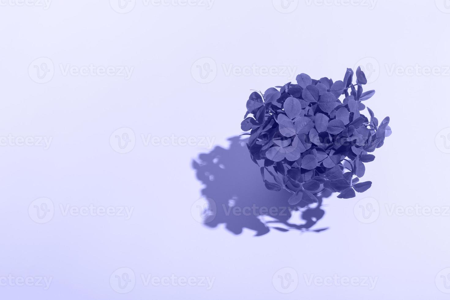 A bouquet of clovers in a yellow bucket with a hard shadow on a colored background. Patrick day copy space photo