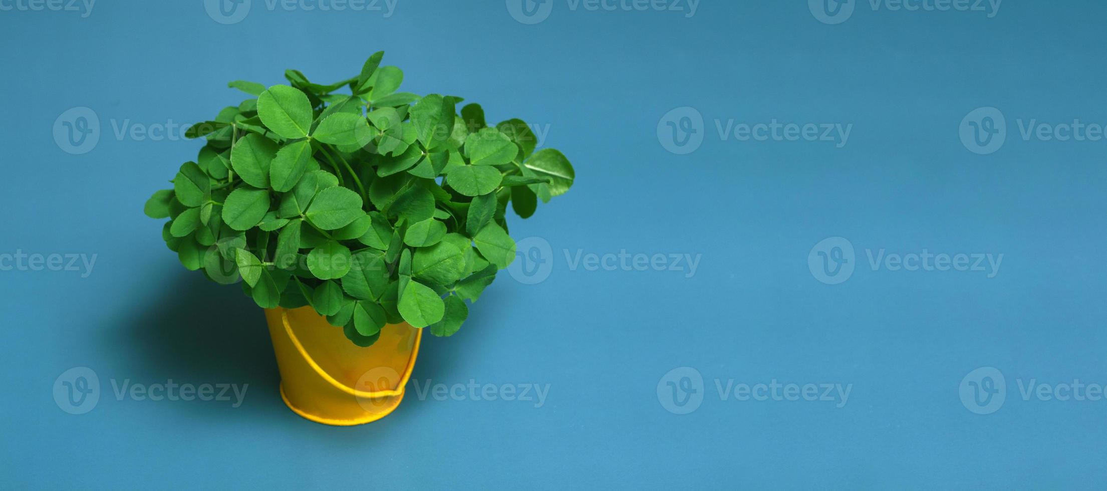Still life on a blue background a bouquet of clovers in a yellow bucket close up, copy space photo