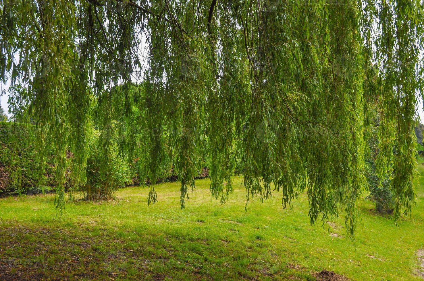 Weeping Willow tree photo