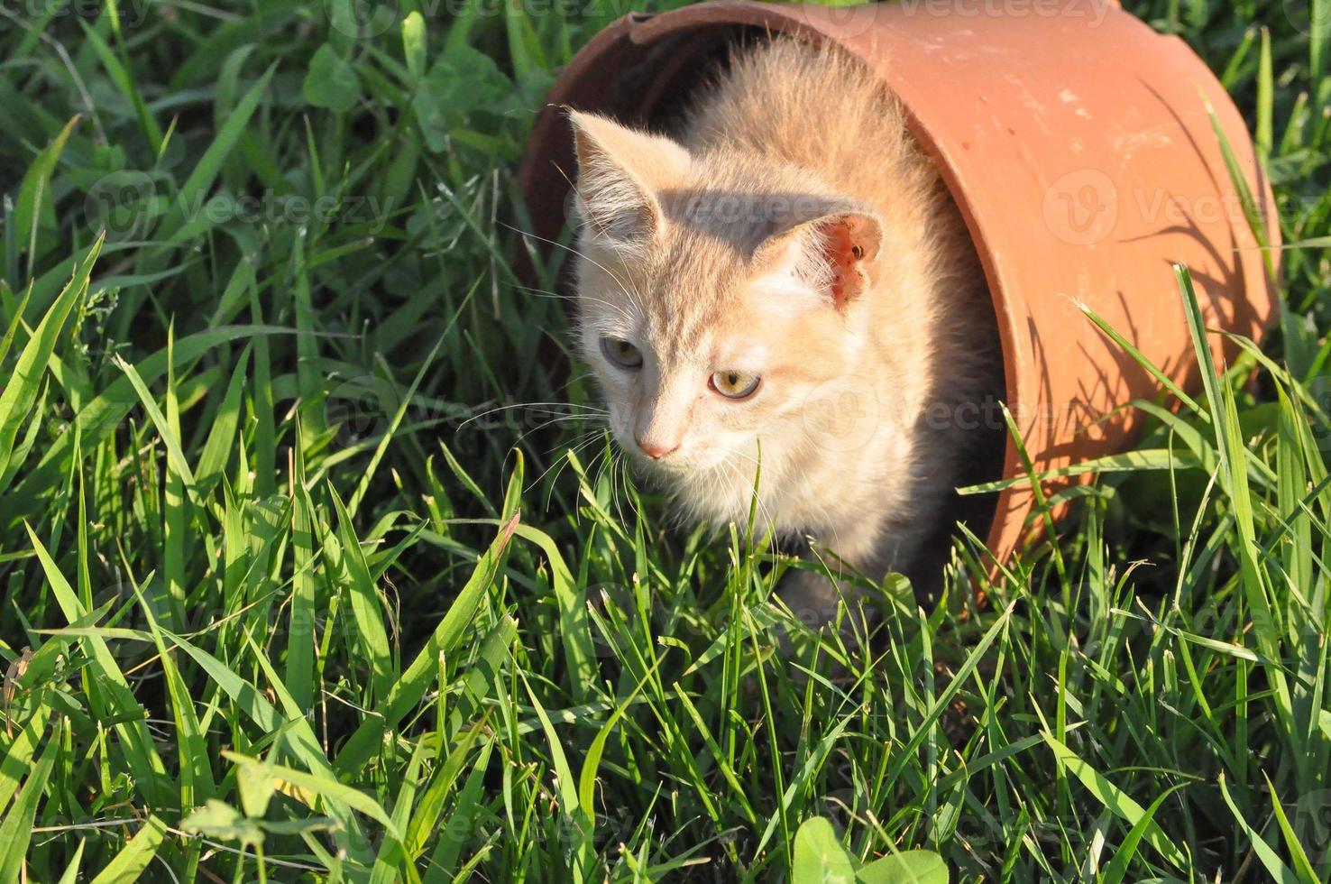 orange domestic tabby cat mammal animal photo