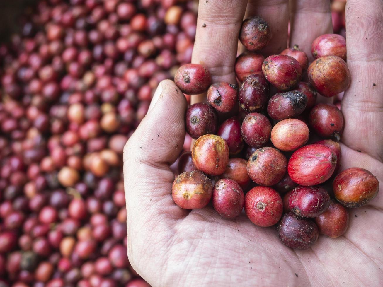 coffee cherry at coffee farm photo