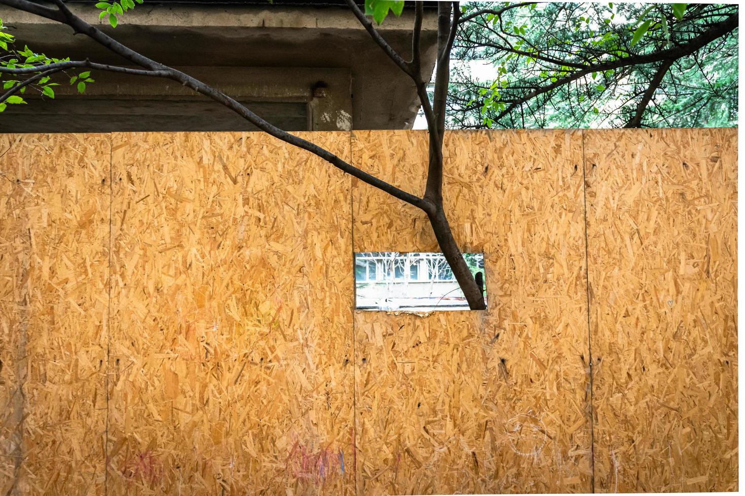 Young tree branch protected with hole in fence surrounded by other trees in neighborhood of a big city. photo