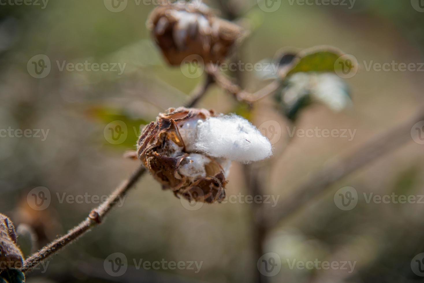 Cotton farm field, Close up of cotton balls and flowers. photo