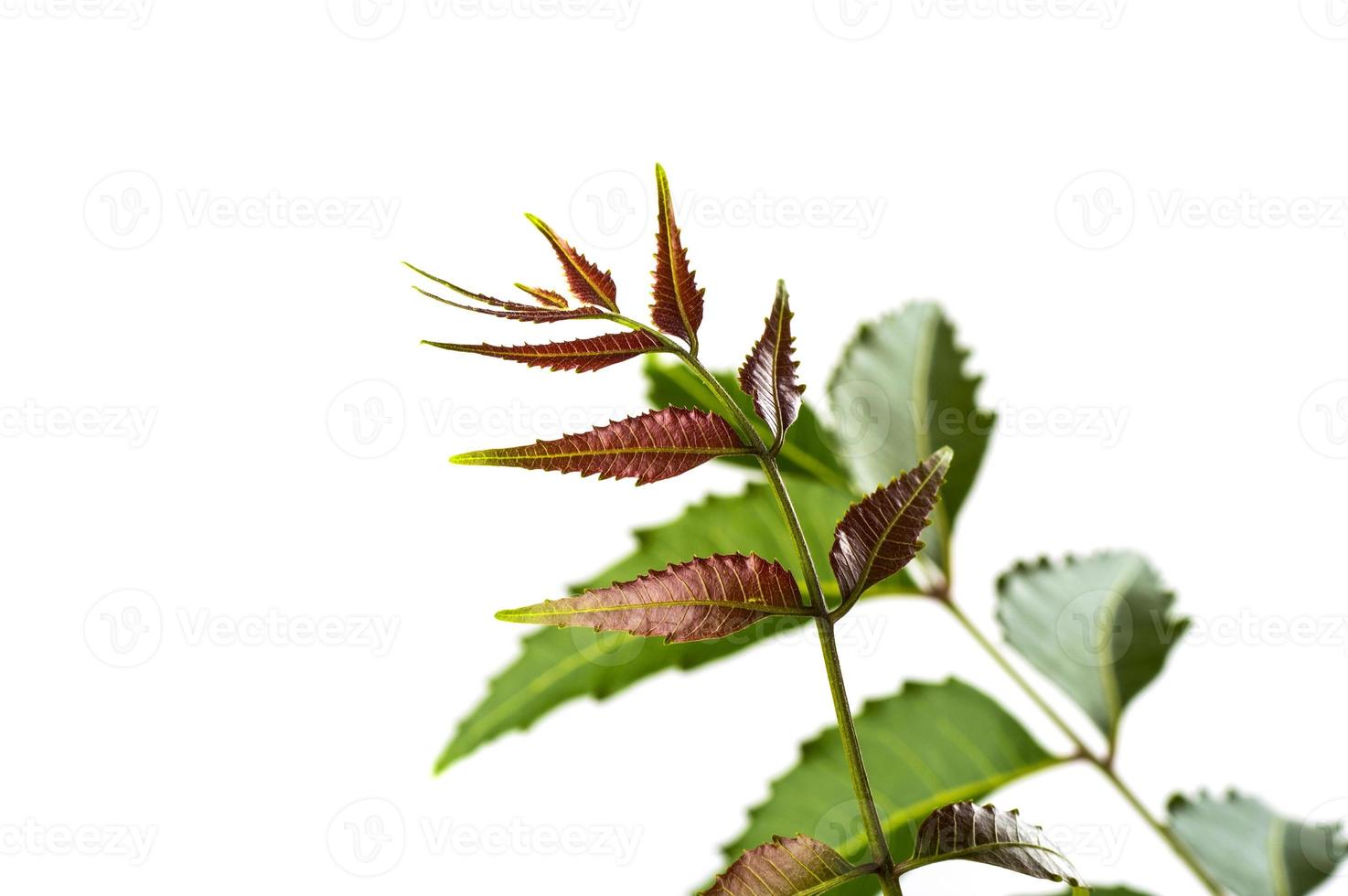 Hoja de neem medicinal sobre fondo blanco. azadirachta indica. foto