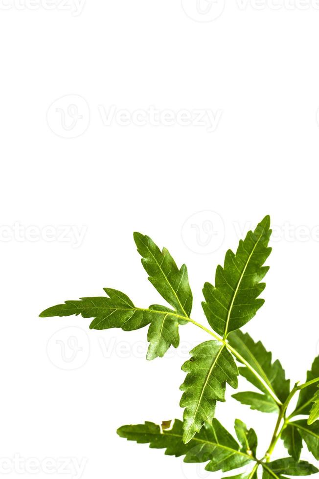 Hoja de neem medicinal sobre fondo blanco. azadirachta indica. foto
