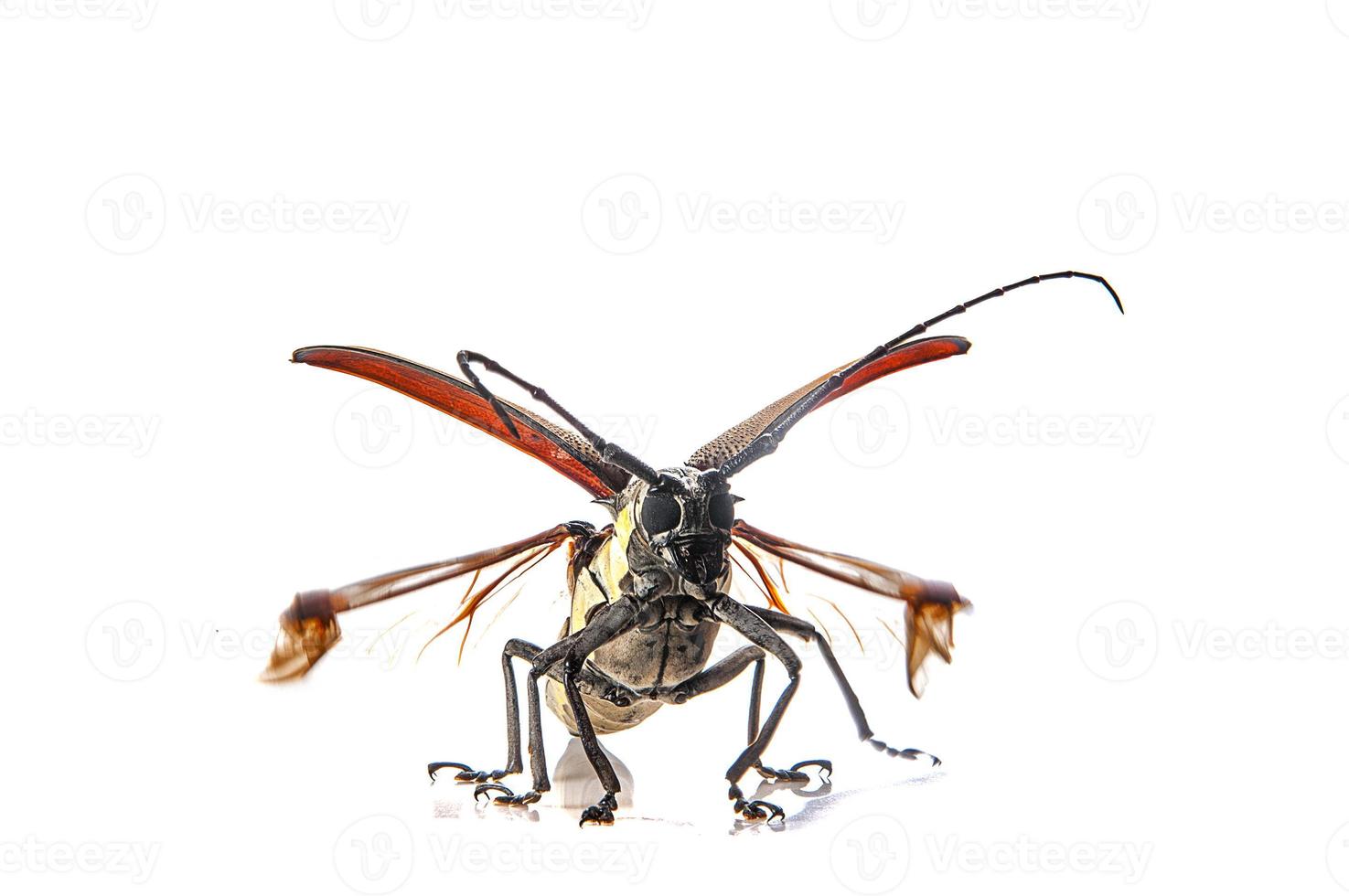 Tree borer Batocera rufomaculata isolated on a white background photo