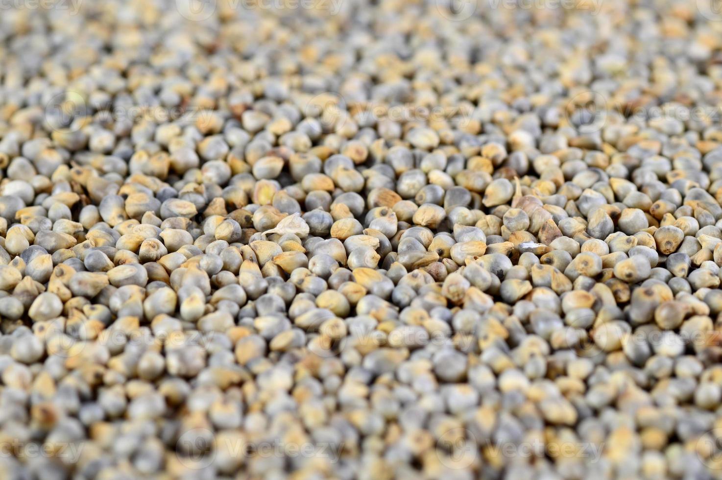 Pearl millet as background. Close up. photo