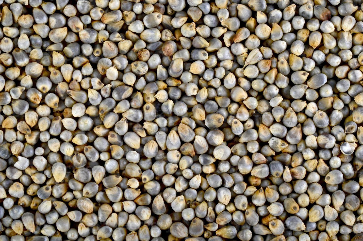 Pearl millet as background. Close up. photo