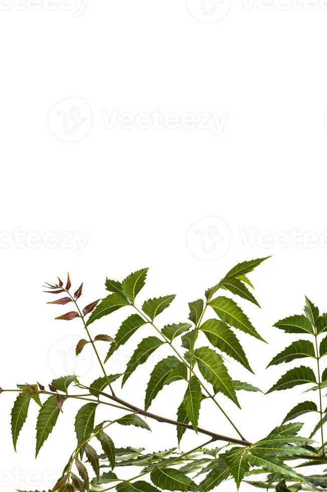 Medicinal neem leaf on white background. Azadirachta indica. photo