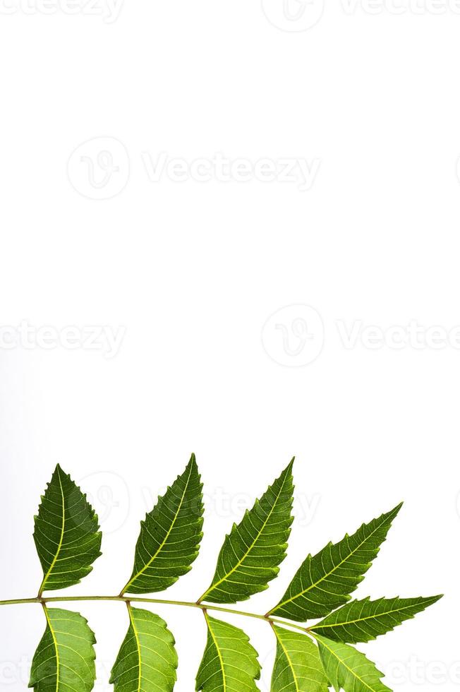 Medicinal neem leaf on white background. Azadirachta indica. photo