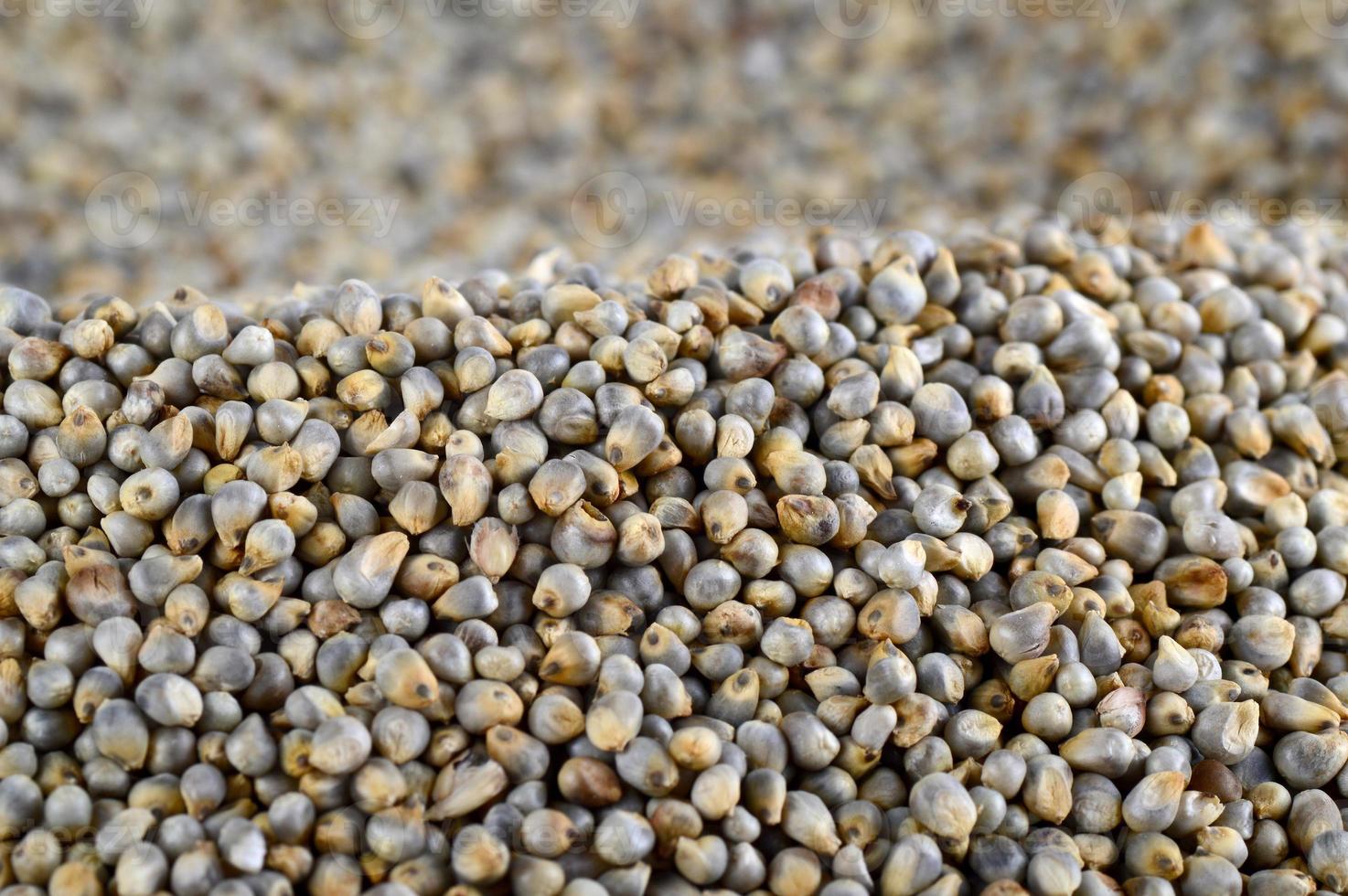 Pearl millet as background. Close up. photo