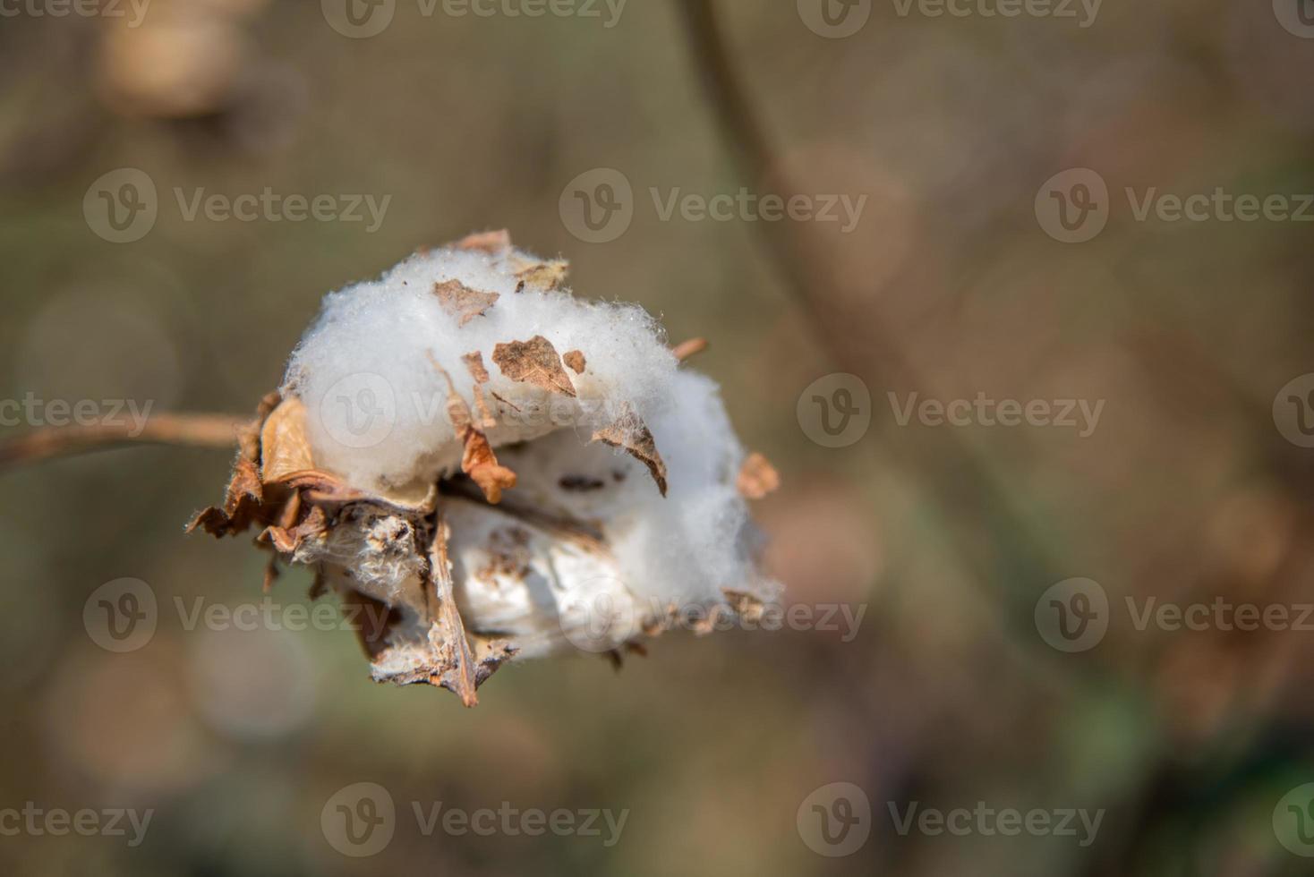 campo de cultivo de algodón, cerca de bolas de algodón y flores. foto