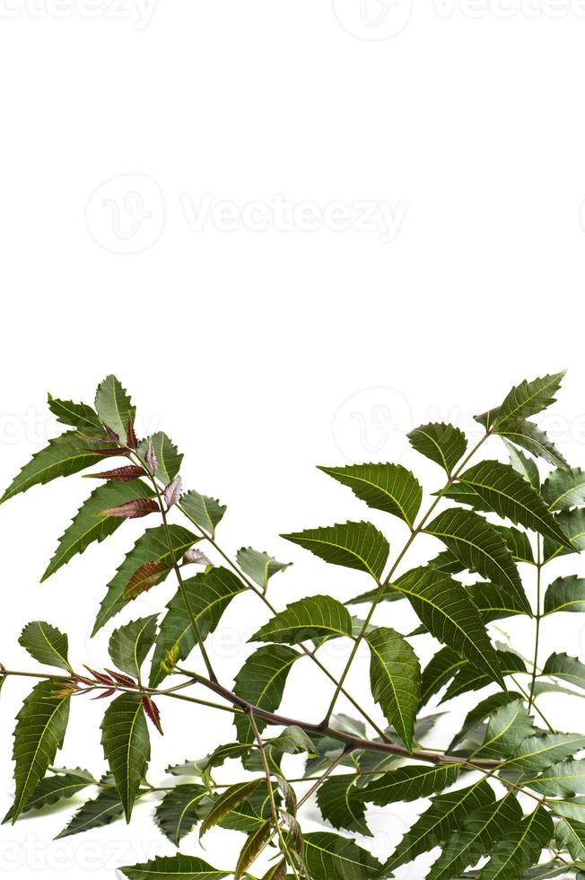 Medicinal neem leaf on white background. Azadirachta indica. photo