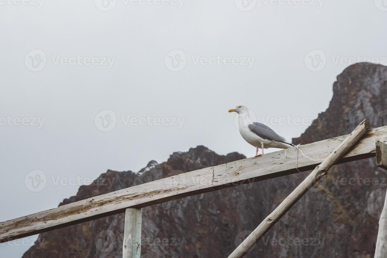 Seagull sits on a wooden beam on a background of mountains. Place for text or advertising photo