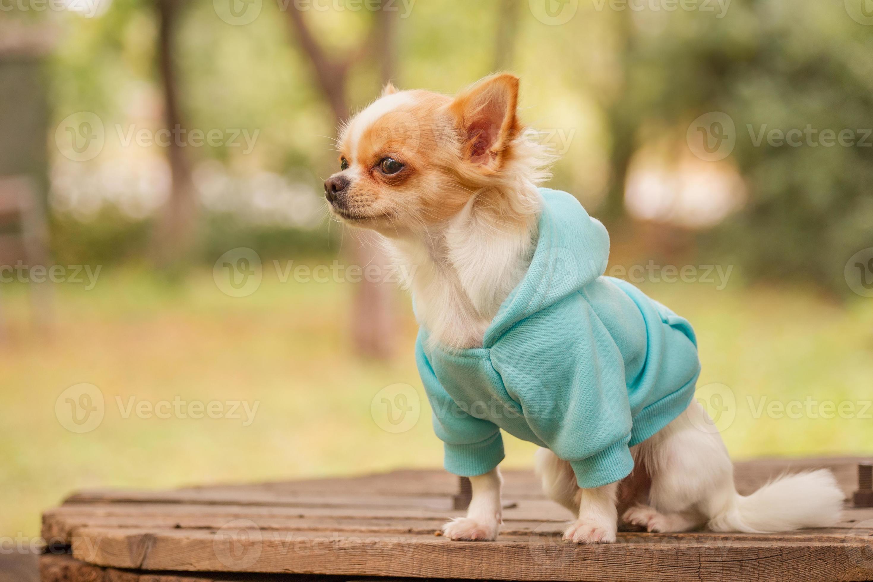 Chihuahua Hoodie - Blue Chihuahua Hoodie - Blue
