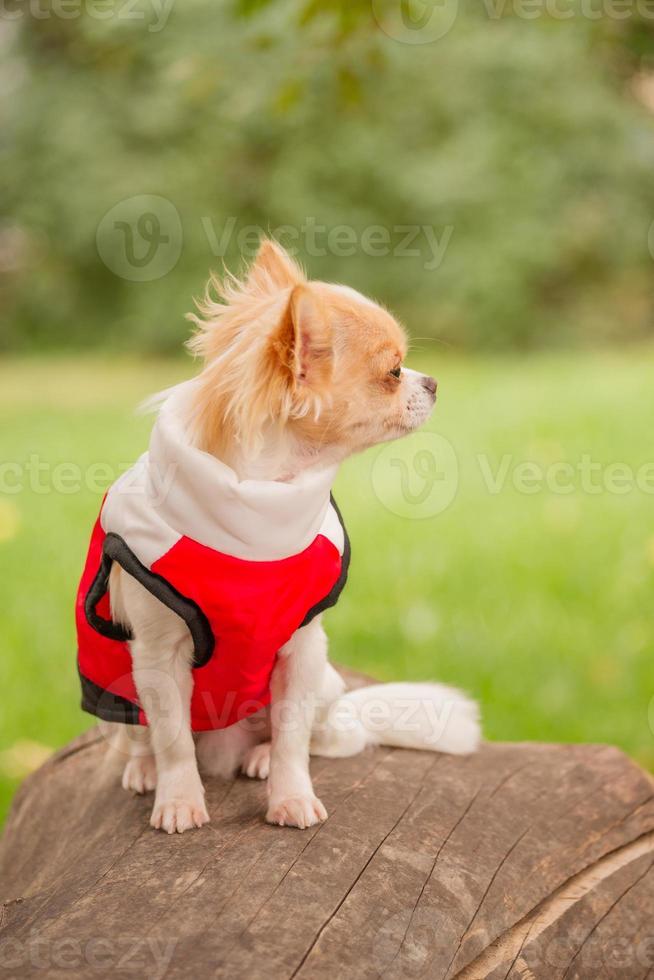 A long-haired chihuahua of white-red color in a vest sits on a tree stump. Animal. photo