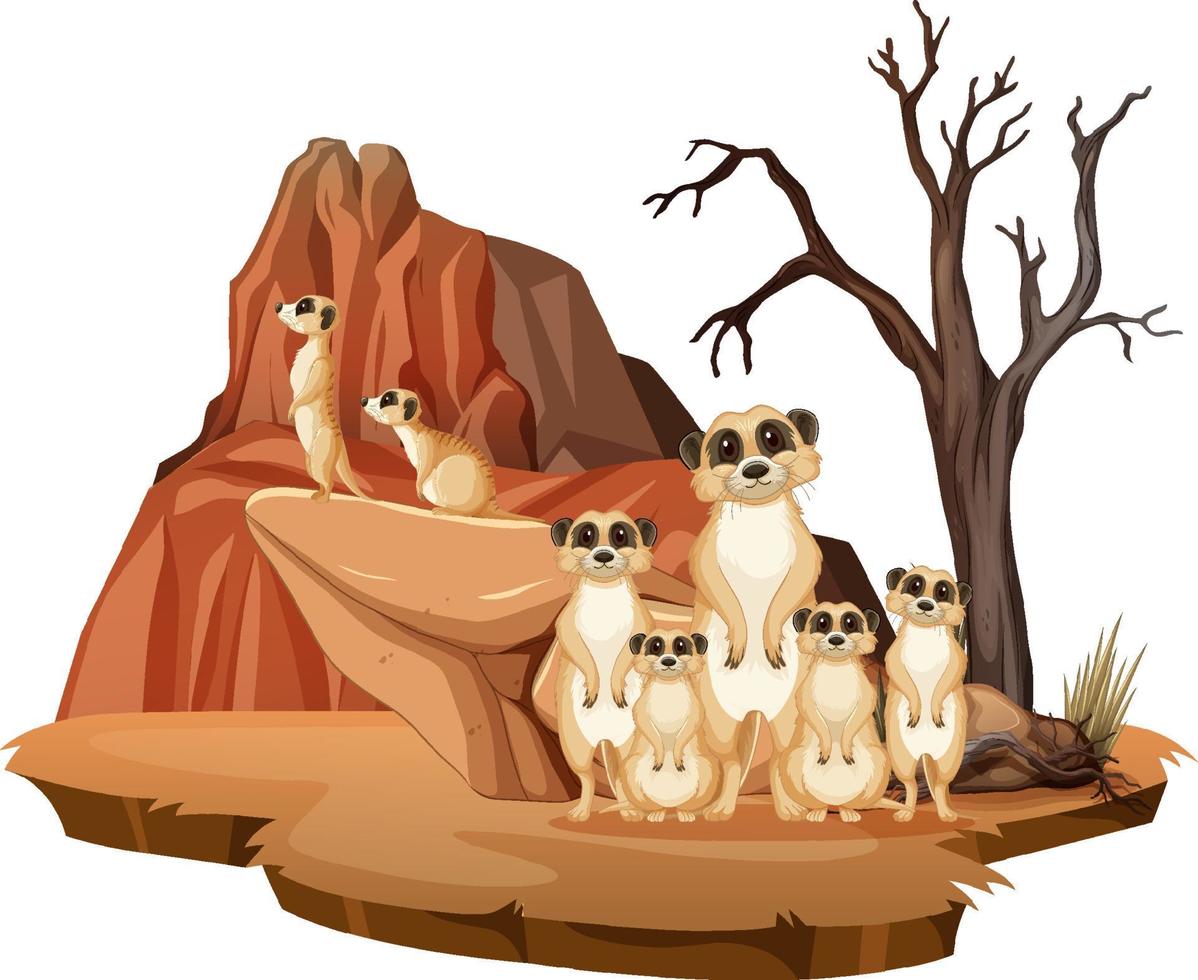 Isolated nature scene with meerkat family vector