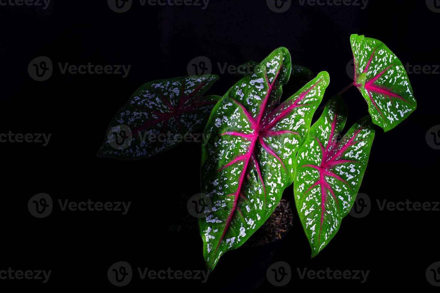 Gardening, Closeup view of Caladium red star tricolor with green leaves, white dots, and red veins on black background. Tropical houseplant for home decor photo