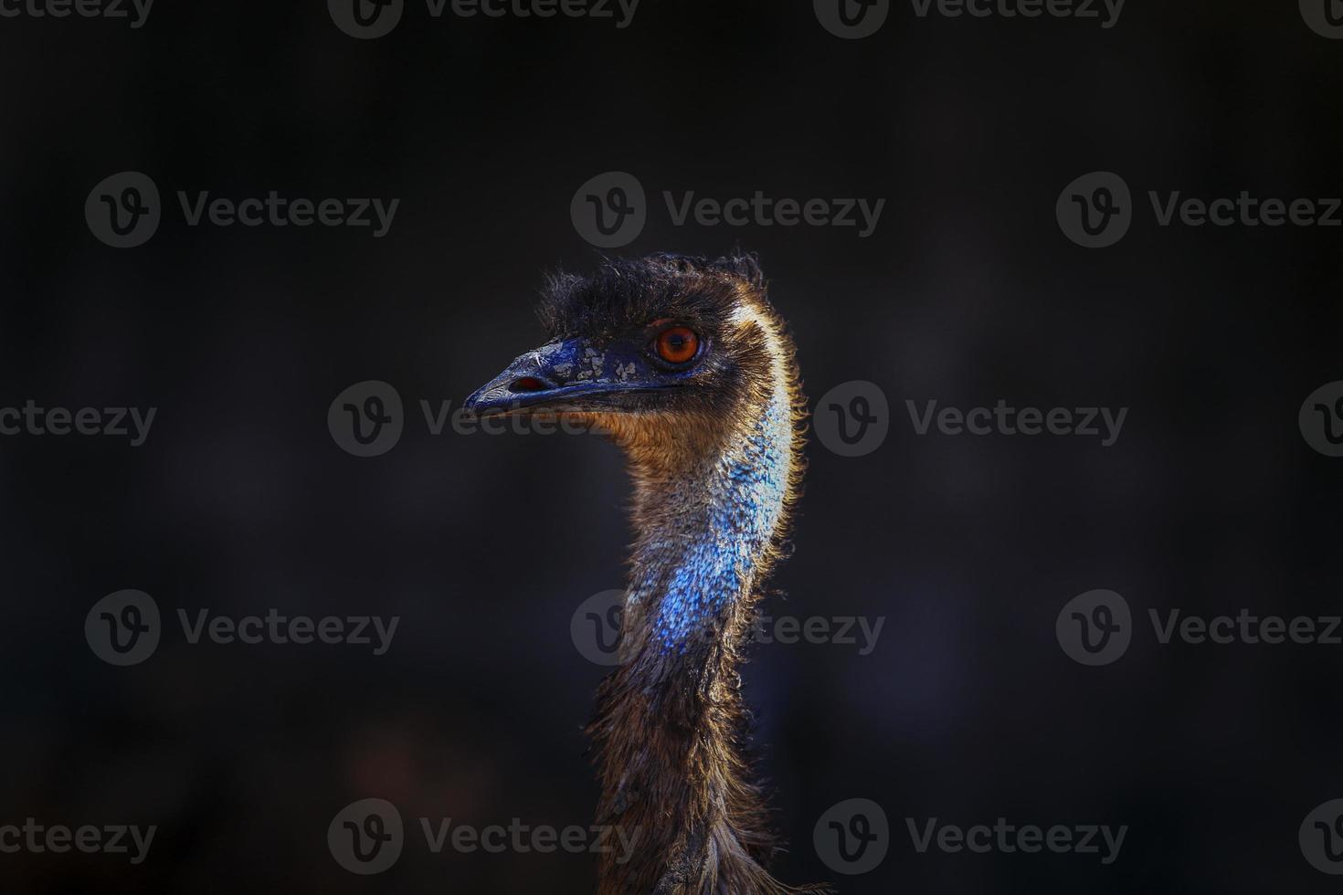 close up head of ostrich against dark background photo