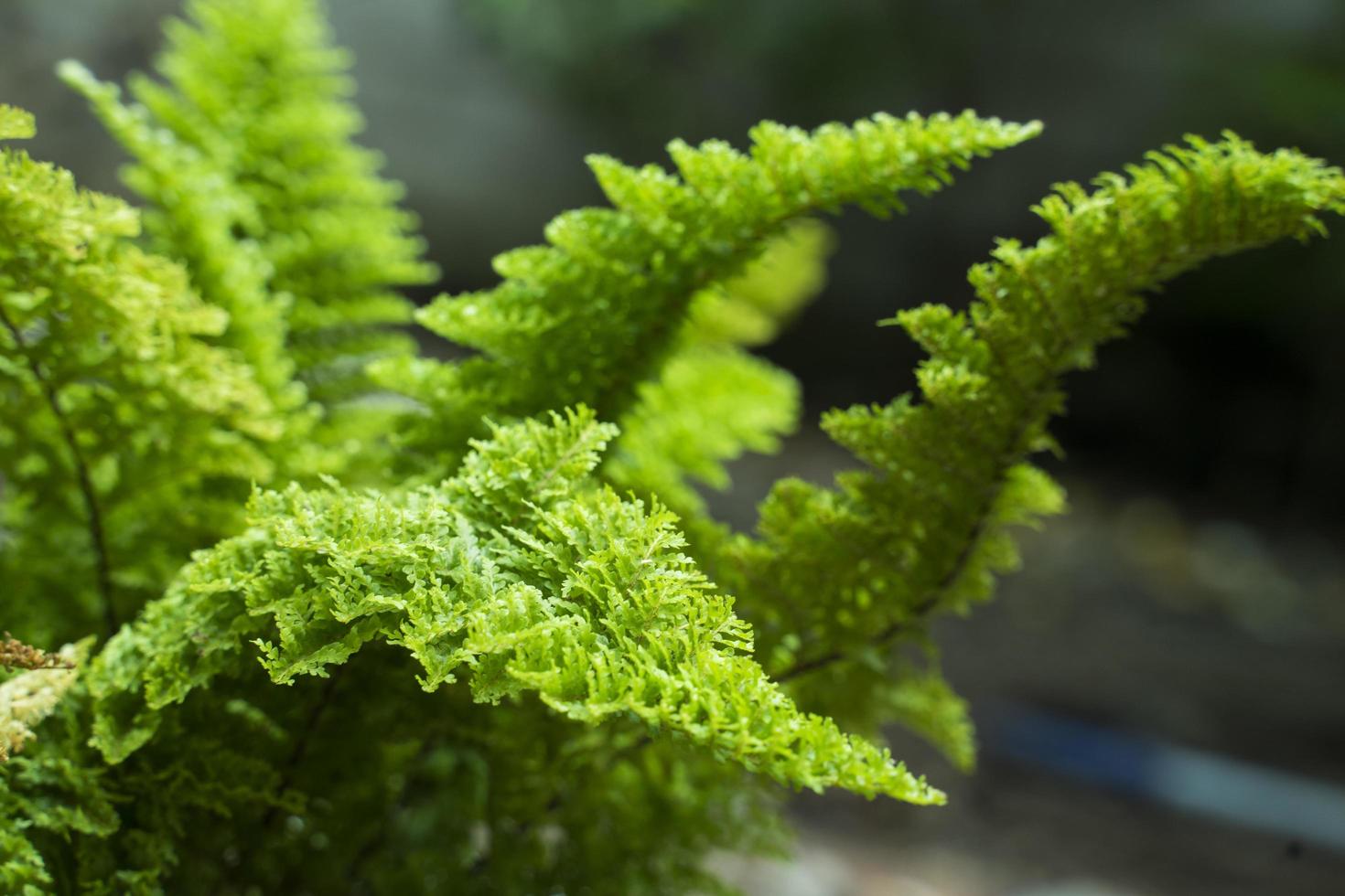 beautiful ferns with blurry background photo