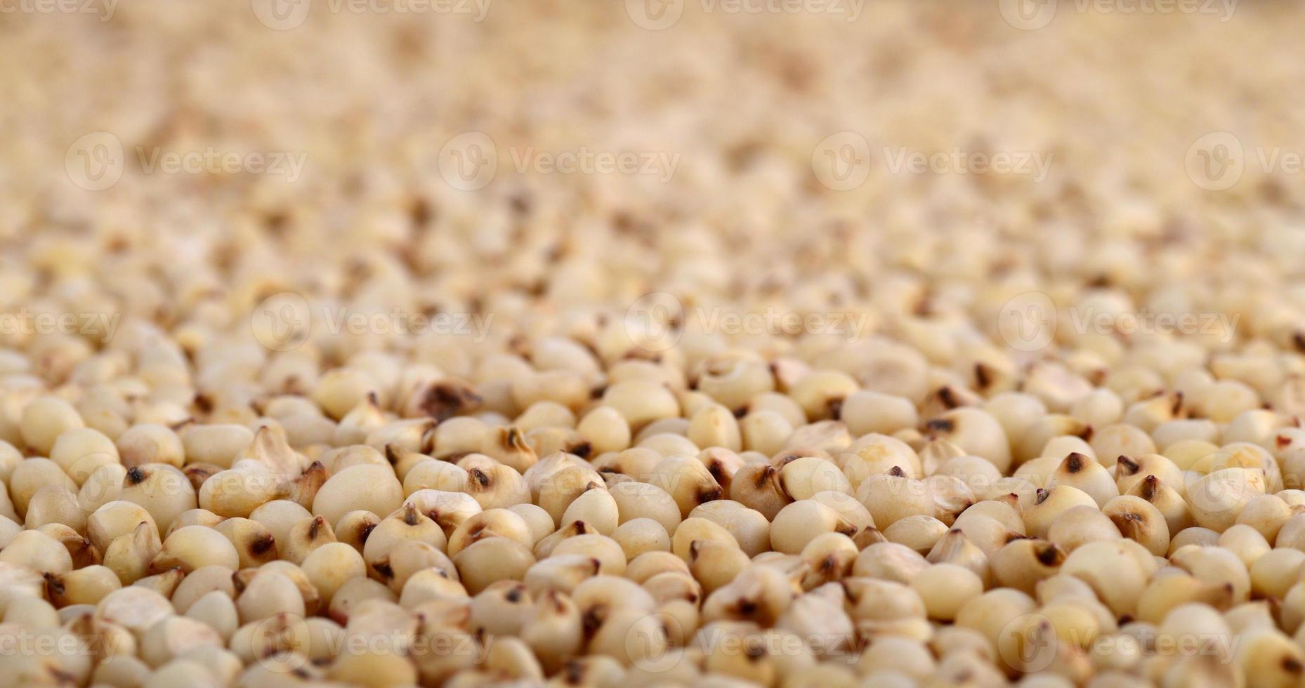 Sorghum arrange as background, Close up. photo