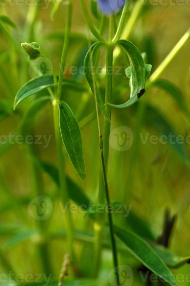 Purple violet flowers with grass on blurry green background photo