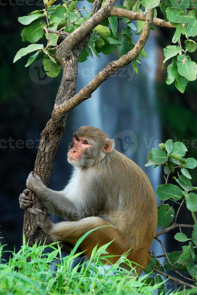 Rhesus macaque macaca mulatta o mono sentado en un árbol en frente de la cascada foto