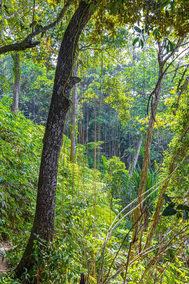 Senderismo sendero natural en el bosque de selva tropical Parque Nacional Lamru de Tailandia. foto