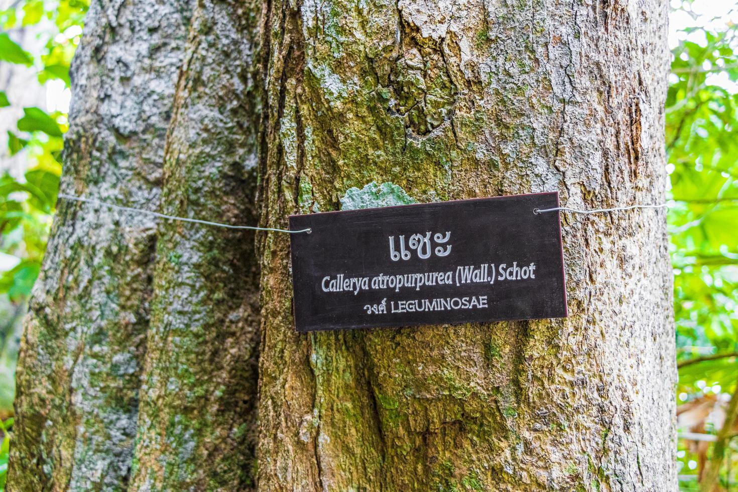 Hiking nature trail in tropical jungle forest Lamru Nationalpark Thailand. photo