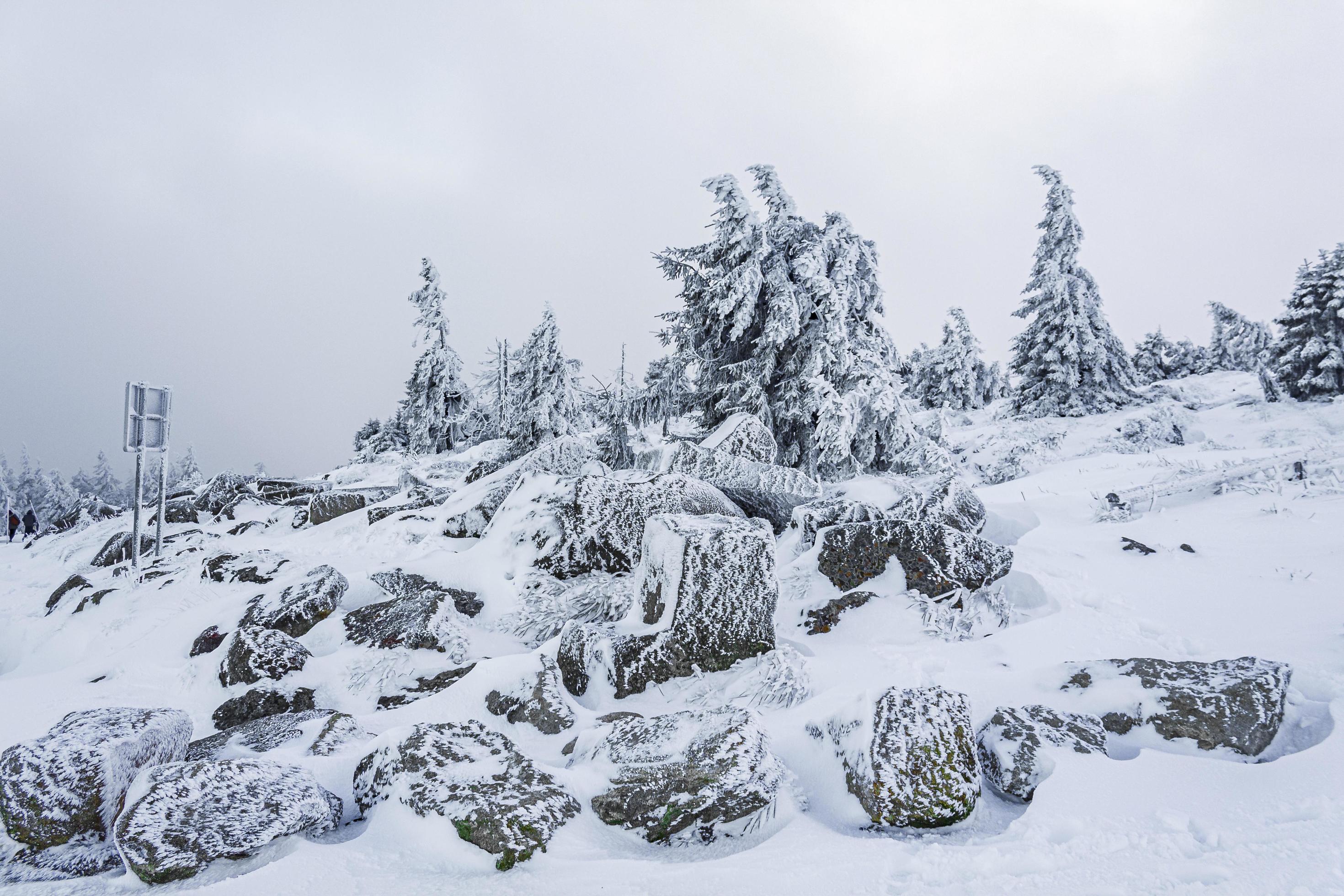 Snowed in icy fir trees landscape Brocken mountain Harz Germany 5059094