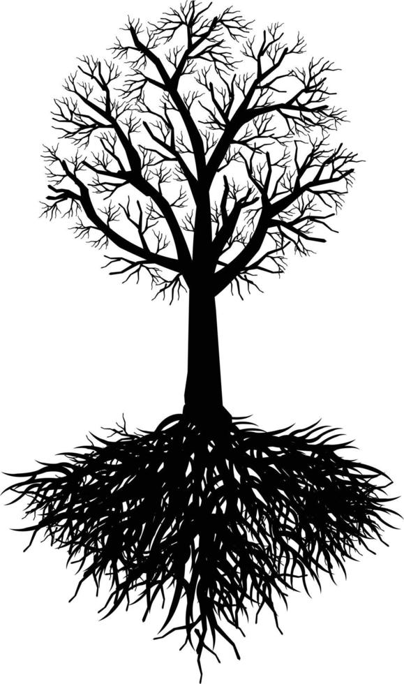 Old Tree Root vector
