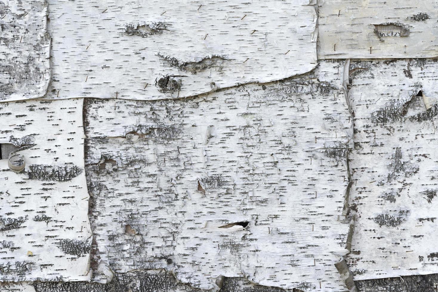 birch bark texture natural background paper close-up photo