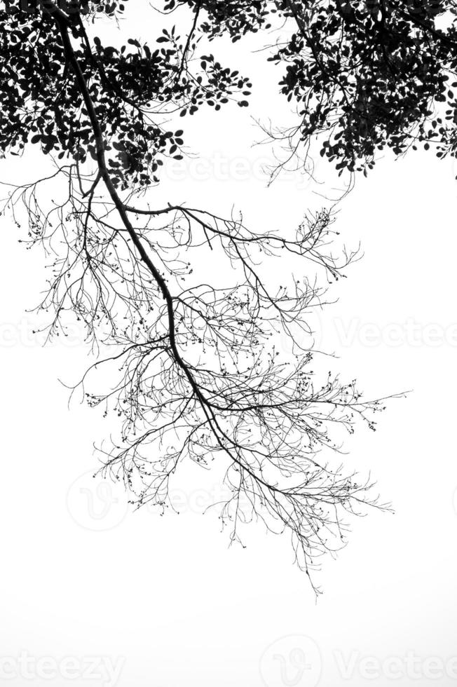 fotografías en blanco y negro, árboles muertos bajo el cielo foto