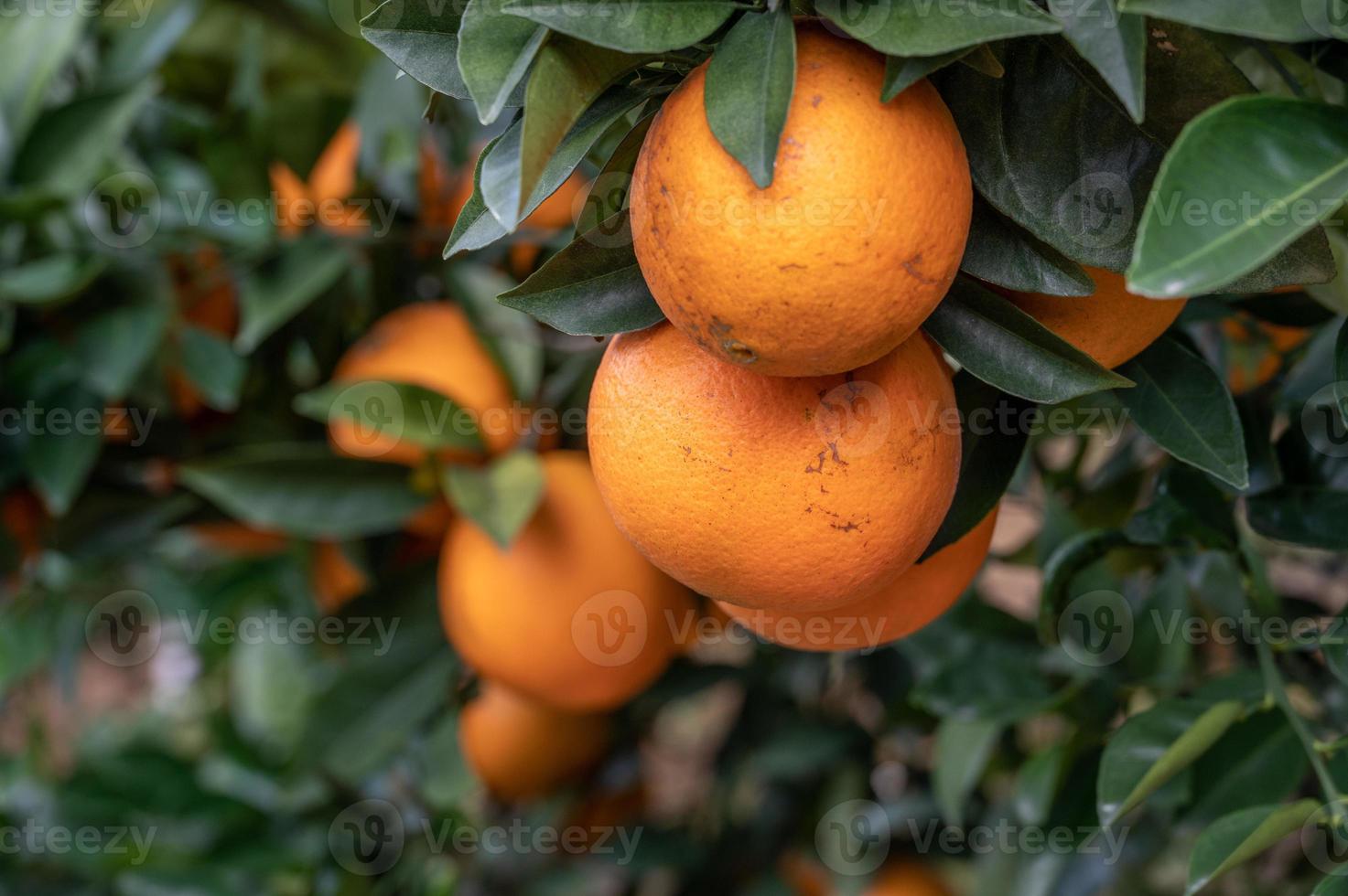 Close up  golden oranges hanging on green branches and leaves photo