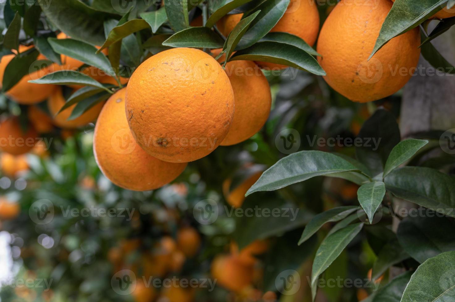 Green branches and leaves are covered with close-up of golden oranges photo