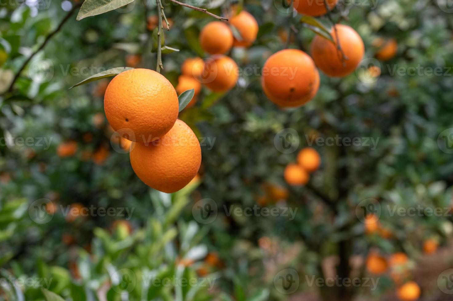 los naranjos del huerto tuvieron una buena cosecha, y las ramas y hojas verdes se cubrieron de naranjas doradas foto