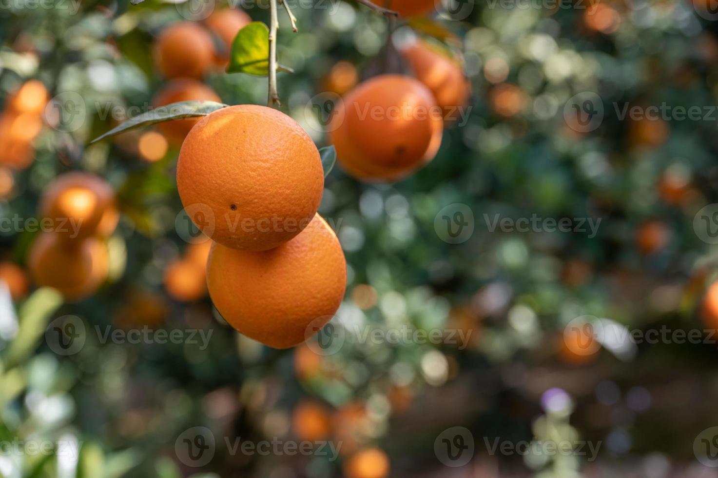 Green branches and leaves are covered with close-up of golden oranges photo