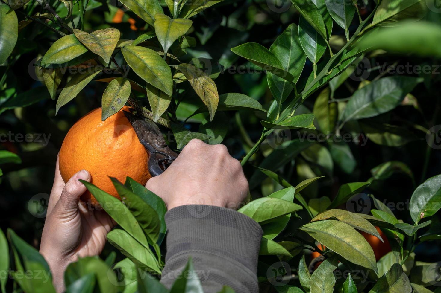 Touch the golden oranges on the green branches and leaves with your hands. photo